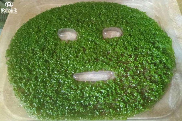 應該如何更好地使用高品質海藻面膜-歐泉生化